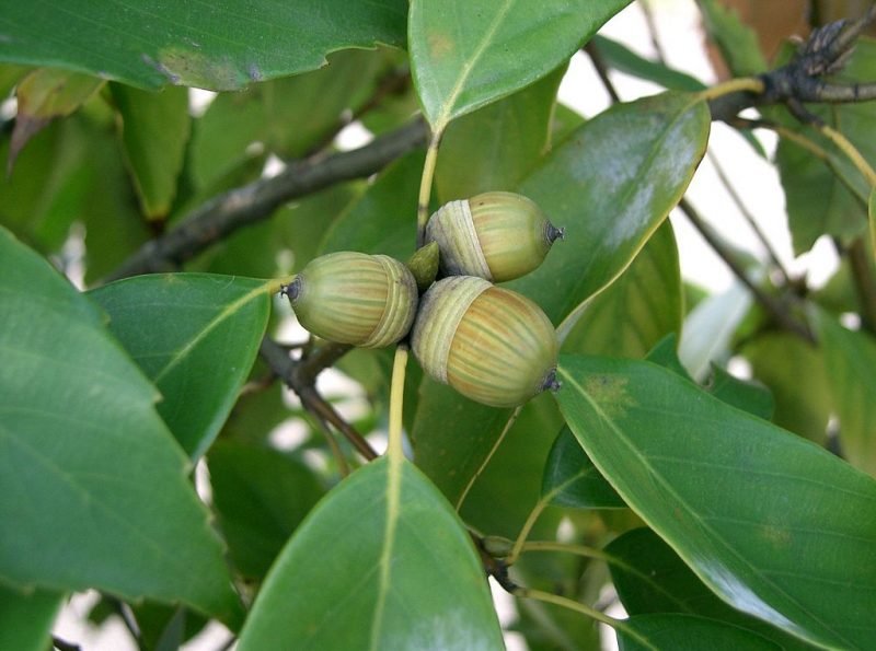Japanese blue oak (Quercus glauca)