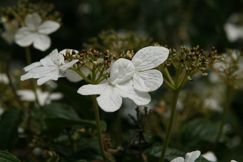 Japanese snowball 'Summer Snowflake' (Viburnum plicatum f. tomentosum 'Summer Snowflake')