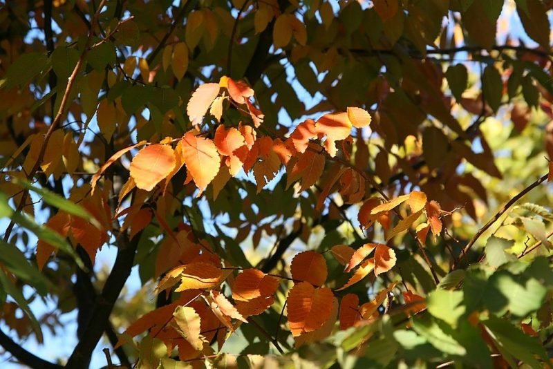 Japanese zelkova (Zelkova serrata)
