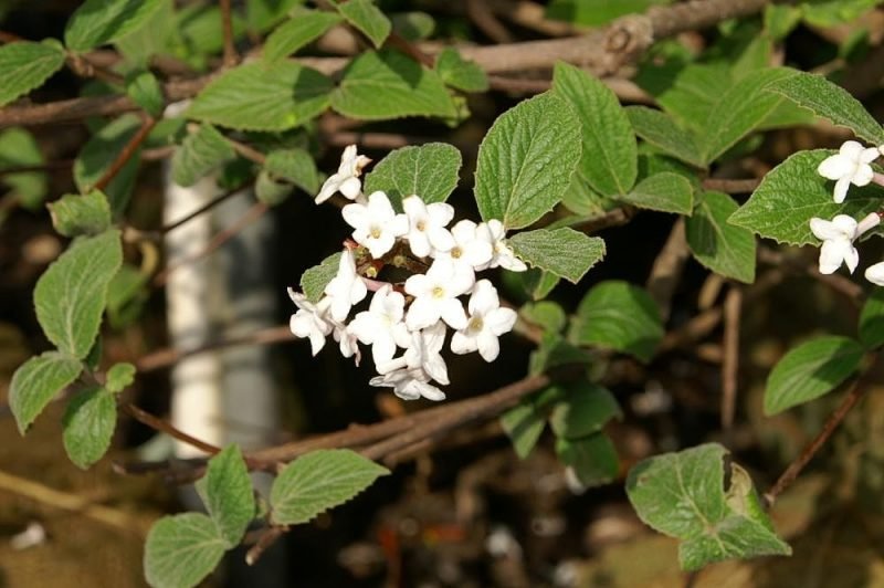 Judd viburnum (Viburnum × juddii)