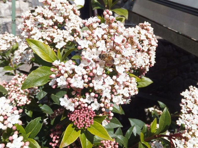 Laurustinus (Viburnum tinus)