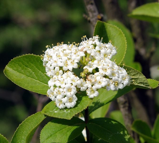 Manchurian viburnum (Viburnum burejaeticum)