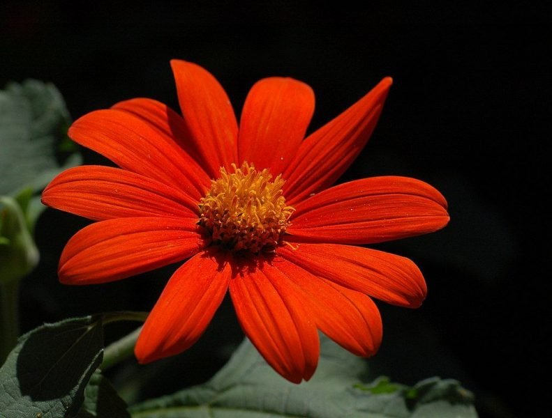 Mexican sunflower 'Torch' (Tithonia rotundifolia 'Torch')