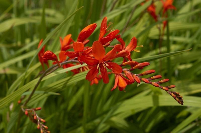 Montbretia 'Lucifer' (Crocosmia 'Lucifer')