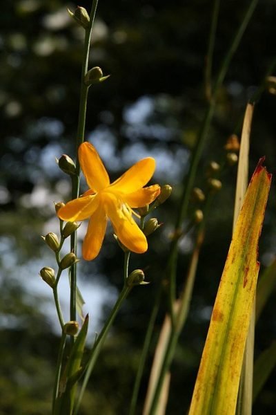 Montbretia 'Norwich Canary' (Crocosmia × crocosmiiflora 'Norwich Canary')