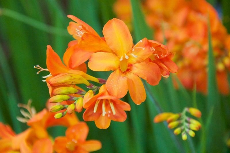Montbretia 'Okavango' (Crocosmia 'Okavango')