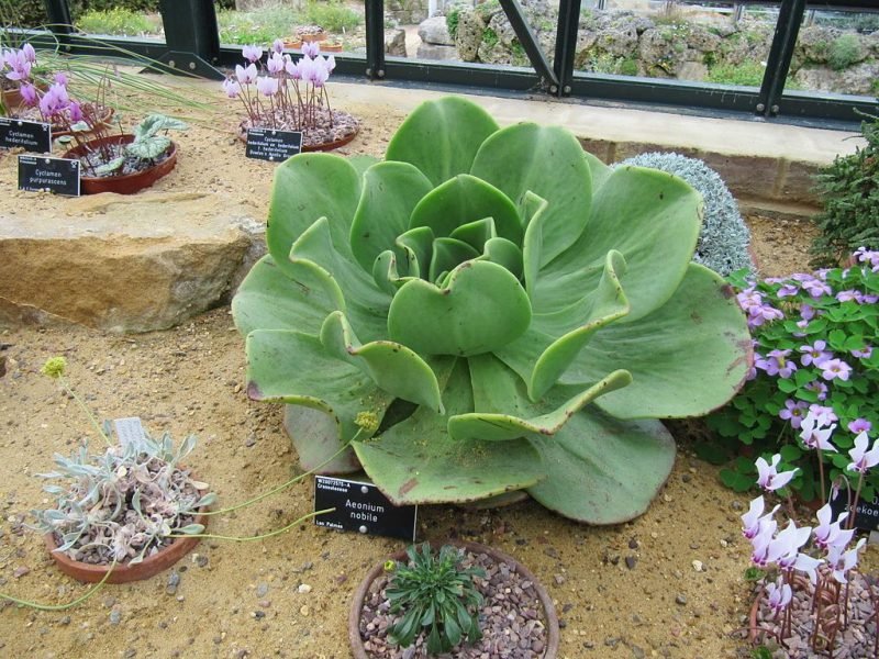Noble aeonium (Aeonium nobile)