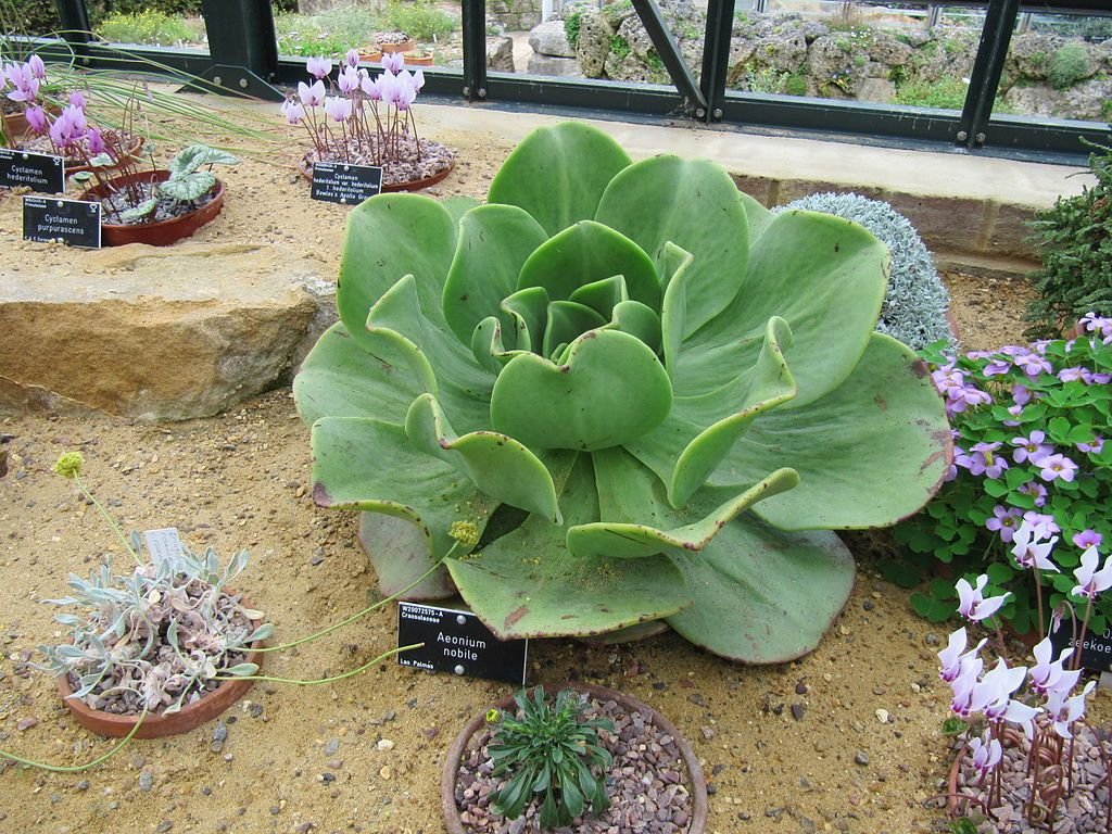 Noble aeonium (Aeonium nobile)