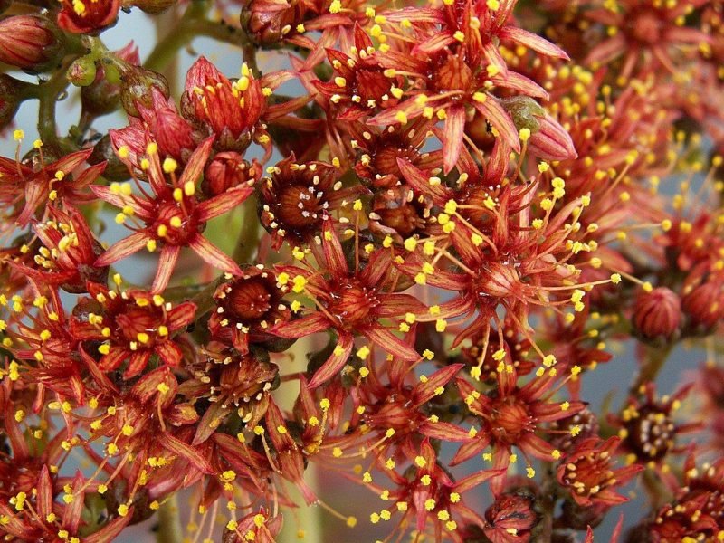 How to plant Noble aeonium (Aeonium nobile)_1