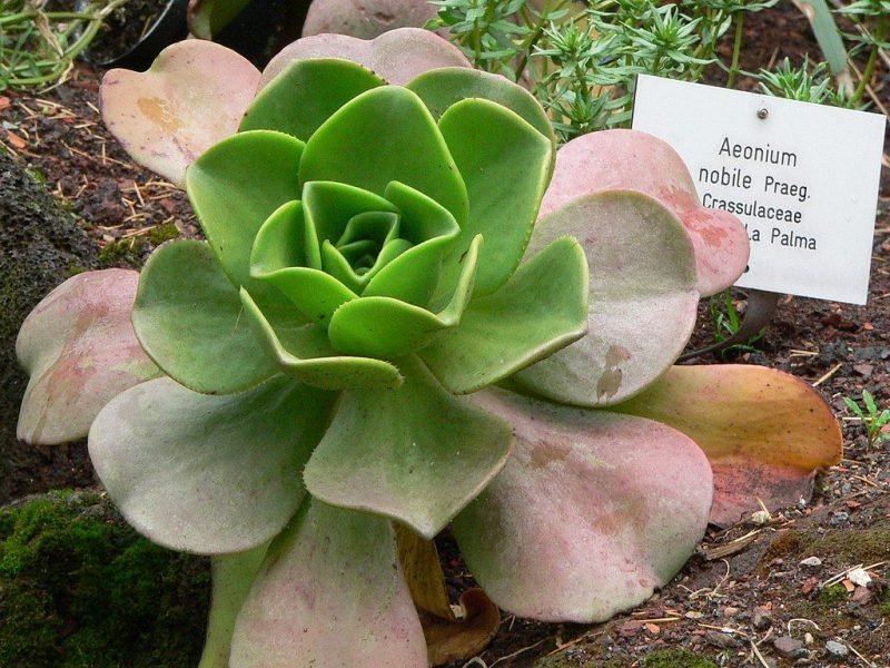 Where to plant Noble aeonium (Aeonium nobile)_2