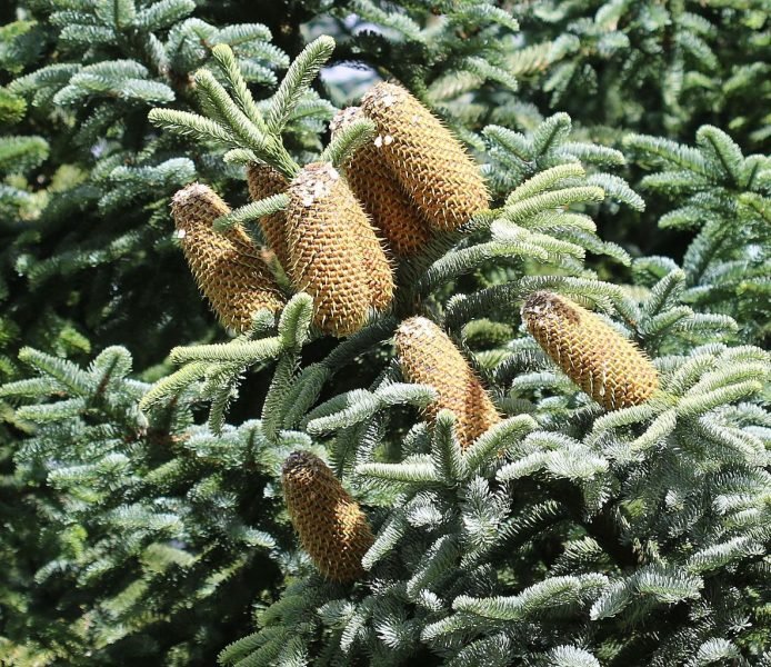 Noble fir (Abies procera)