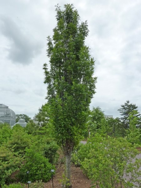 Oak Green Pillar - 'Pringreen' (Quercus palustris Green Pillar - 'Pringreen')