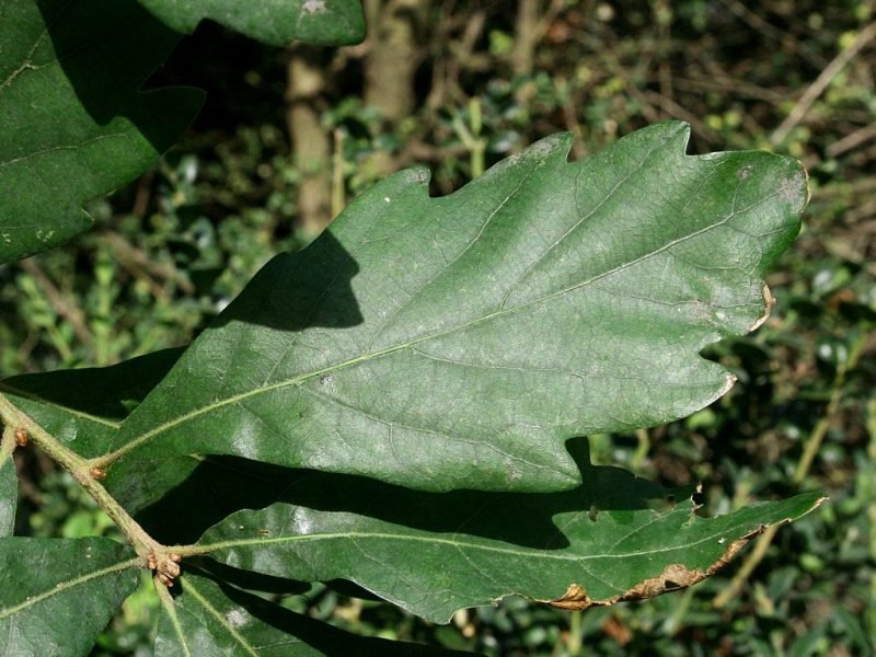 Oak 'Pseudoturneri' (Quercus × turneri 'Pseudoturneri')