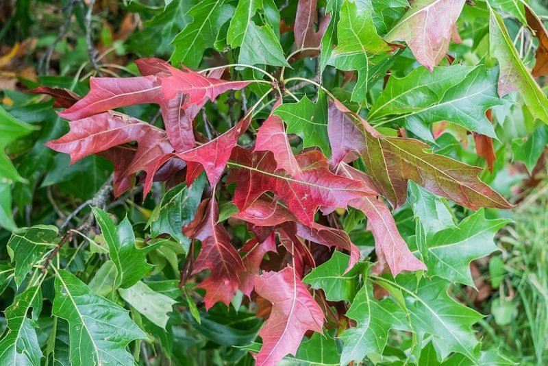 Pin oak (Quercus palustris)