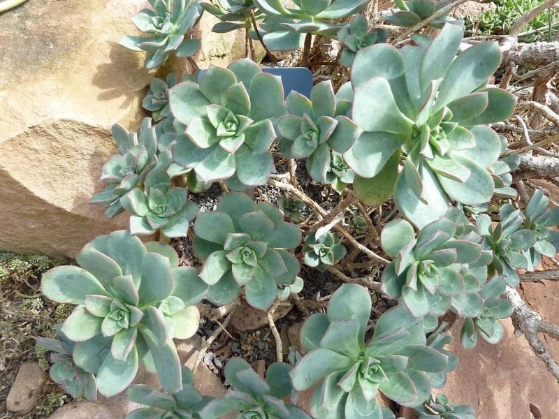 Pinwheel (Aeonium haworthii)