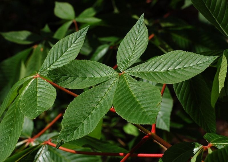 Red buckeye (Aesculus pavia)