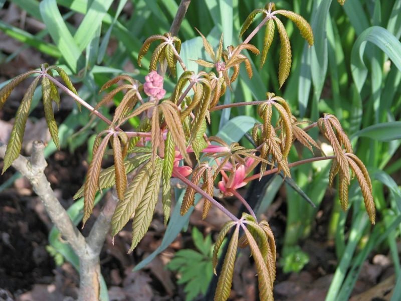 Red buckeye 'Atrosanguinea' (Aesculus pavia 'Atrosanguinea')