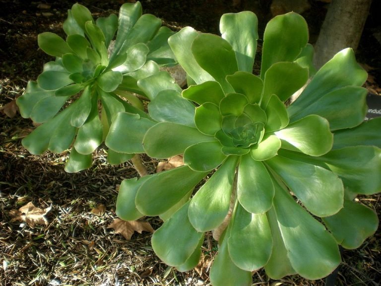 Saucer plant (Aeonium undulatum) growing guides