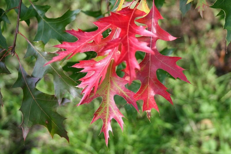 Scarlet oak (Quercus coccinea)