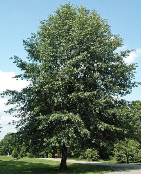 How to plant Scarlet oak (Quercus coccinea)_1