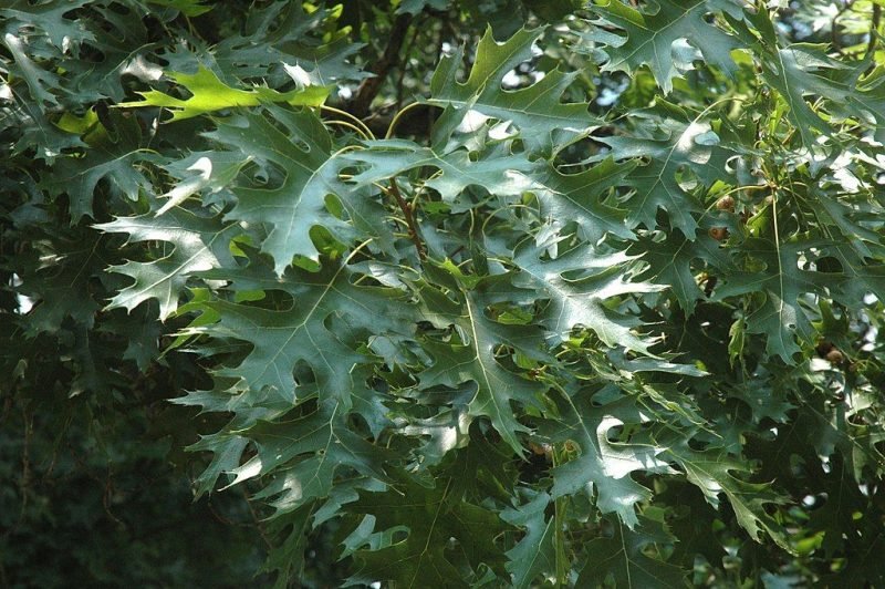 Where to plant Scarlet oak (Quercus coccinea)_2