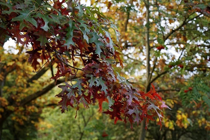 Scarlet oak 'Splendens' (Quercus coccinea 'Splendens')