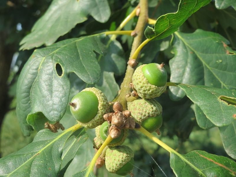Sessile oak (Quercus petraea)