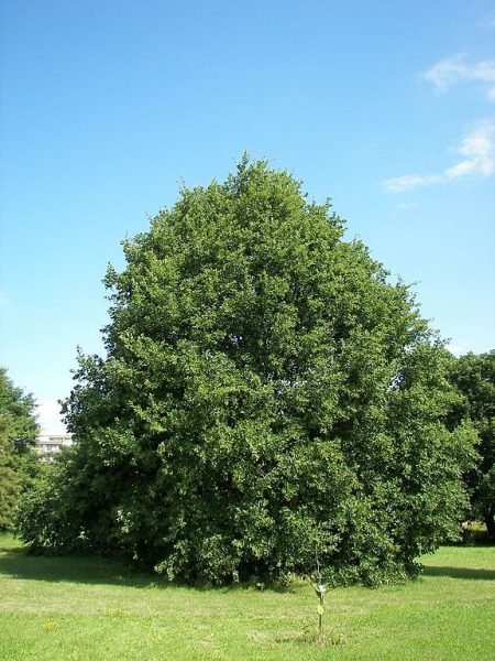 How to plant Sessile oak (Quercus petraea)_1