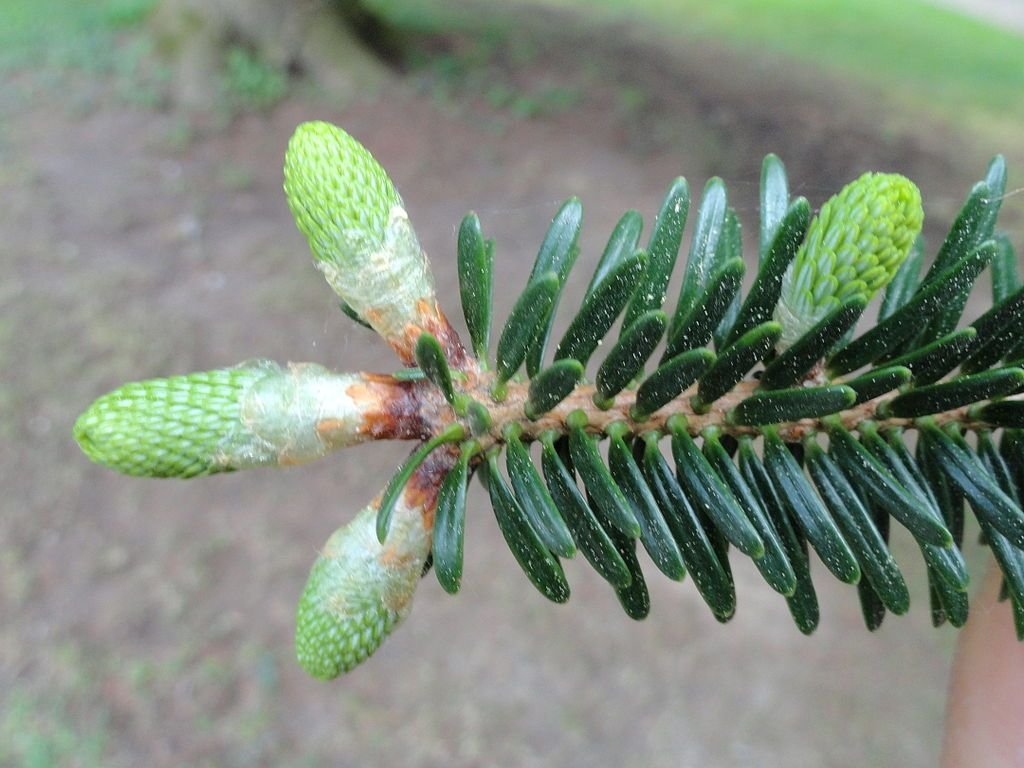 Shensi fir (Abies chensiensis)