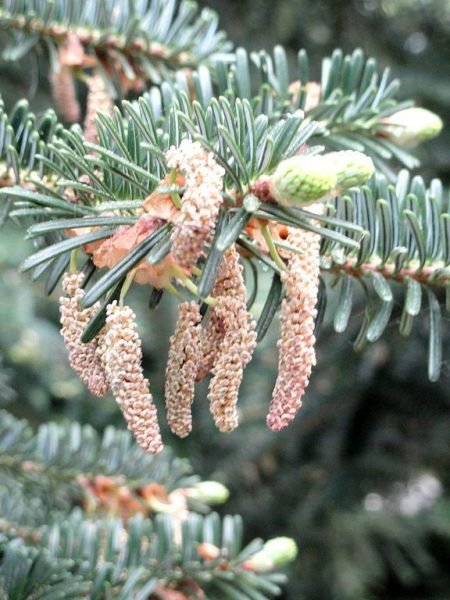 How to plant Shensi fir (Abies chensiensis)_1