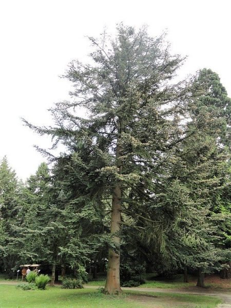 Where to plant Shensi fir (Abies chensiensis)_2
