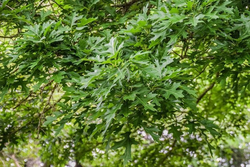 Shumard oak (Quercus shumardii)