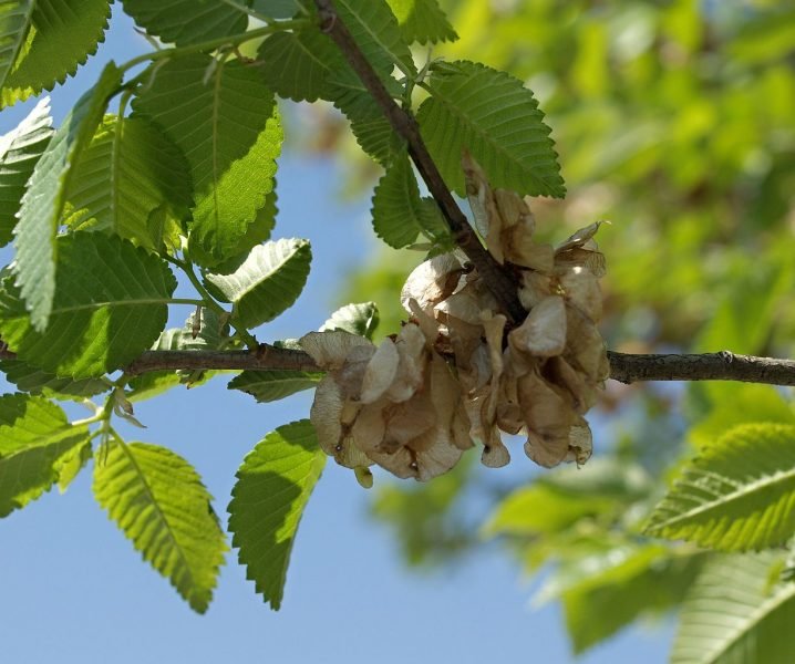 Siberian elm (Ulmus pumila)