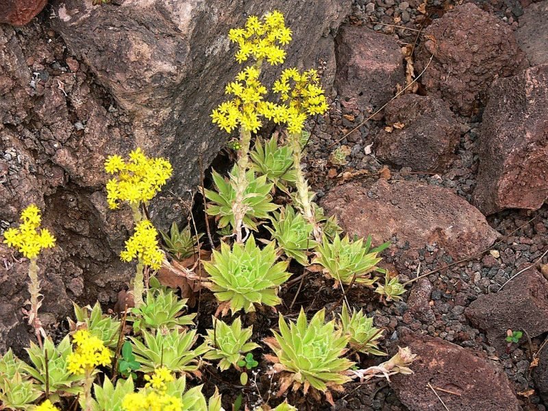 Sims aeonium (Aeonium simsii)