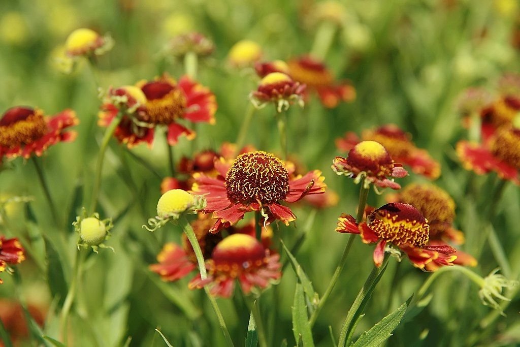 Sneezeweed 'Coppelia' (Helenium 'Coppelia')