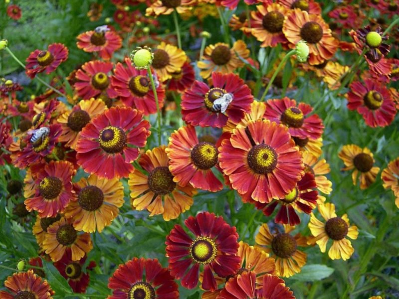 Sneezeweed 'Dunkle Pracht' (Helenium 'Dunkle Pracht')