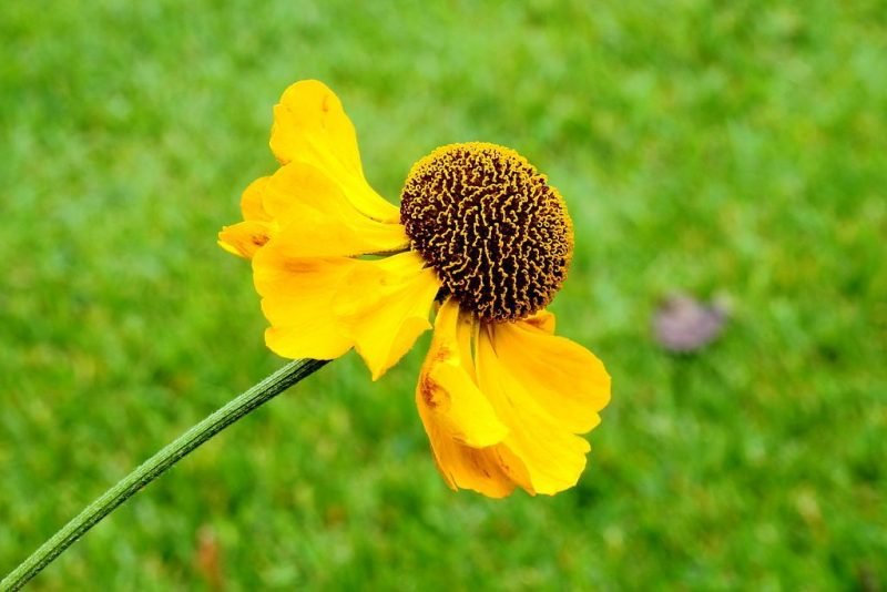 Sneezeweed 'El Dorado' (Helenium 'El Dorado')