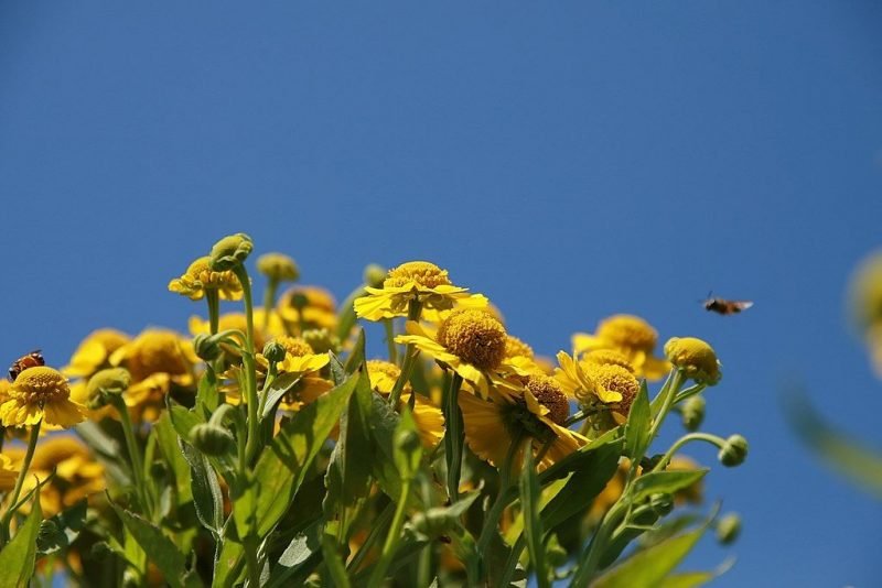 Sneezeweed 'Feuersiegel' (Helenium 'Feuersiegel')