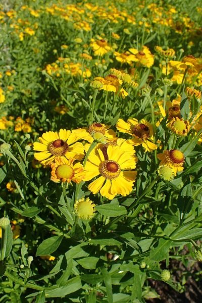 Sneezeweed 'Gartensonne' (Helenium 'Gartensonne')