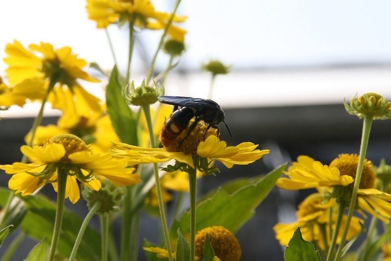 Sneezeweed 'Kanaria' (Helenium 'Kanaria')