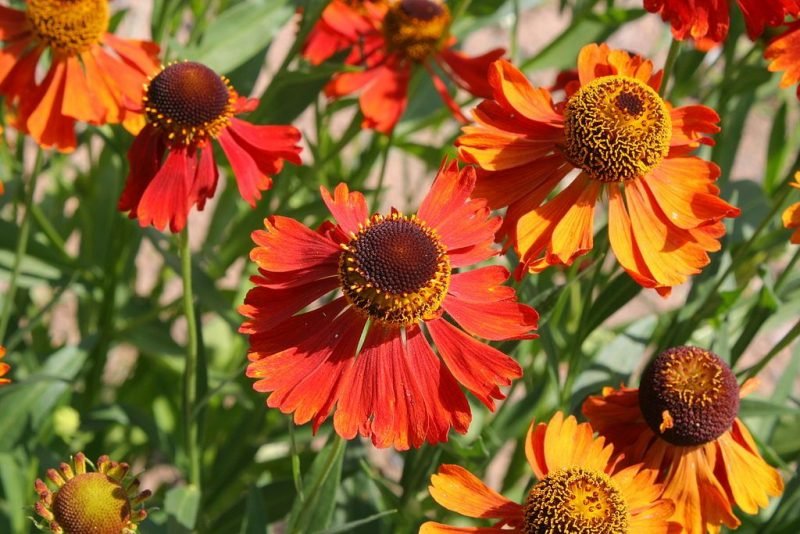 Sneezeweed 'Moerheim Beauty' (Helenium 'Moerheim Beauty')