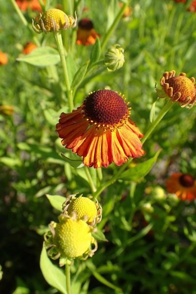 Sneezeweed 'Riverton Gem' (Helenium 'Riverton Gem')