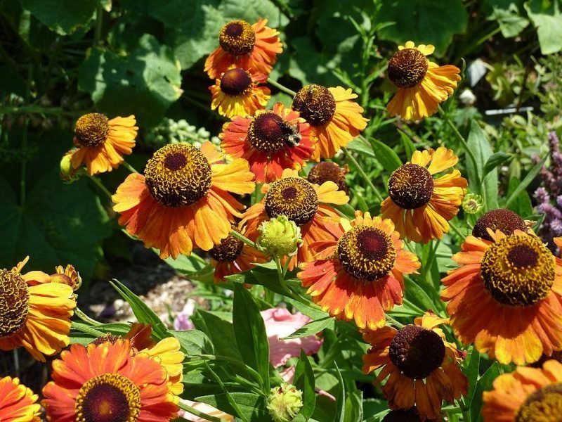 Sneezeweed 'Sahin's Early Flowerer' (Helenium 'Sahin's Early Flowerer')