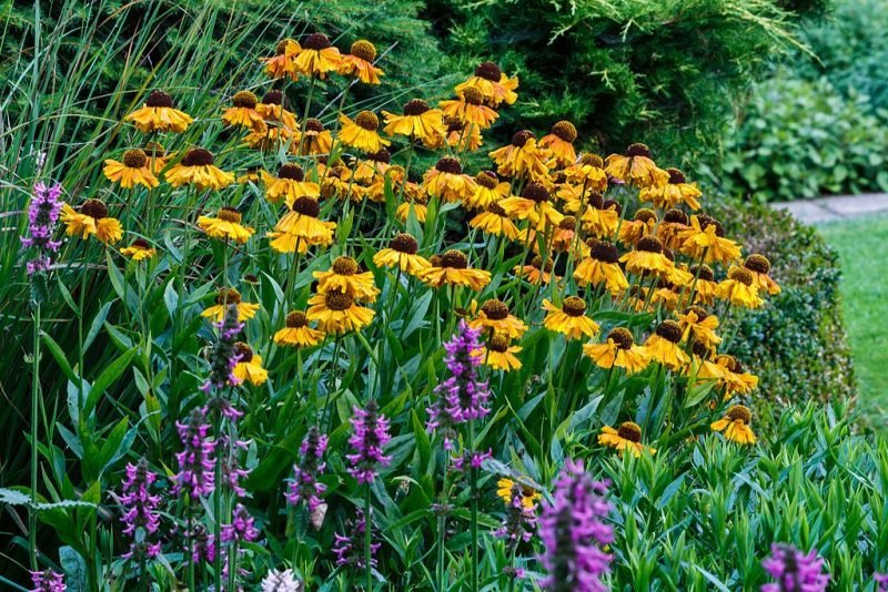 Sneezeweed 'Wyndley' (Helenium 'Wyndley')