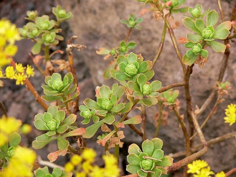 Spoon-leaved aeonium (Aeonium spathulatum)