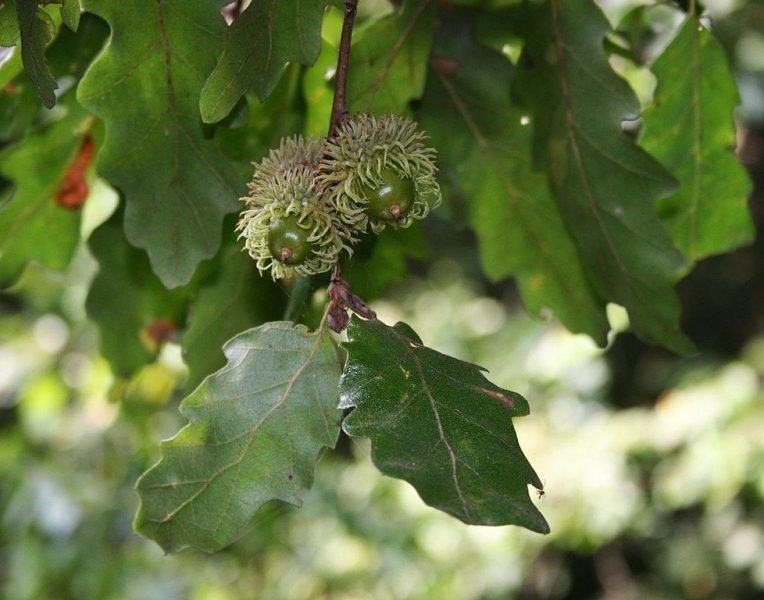 Turkey oak (Quercus cerris)