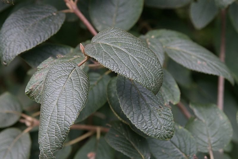 Wayfaring tree 'Mohican' (Viburnum lantana 'Mohican')