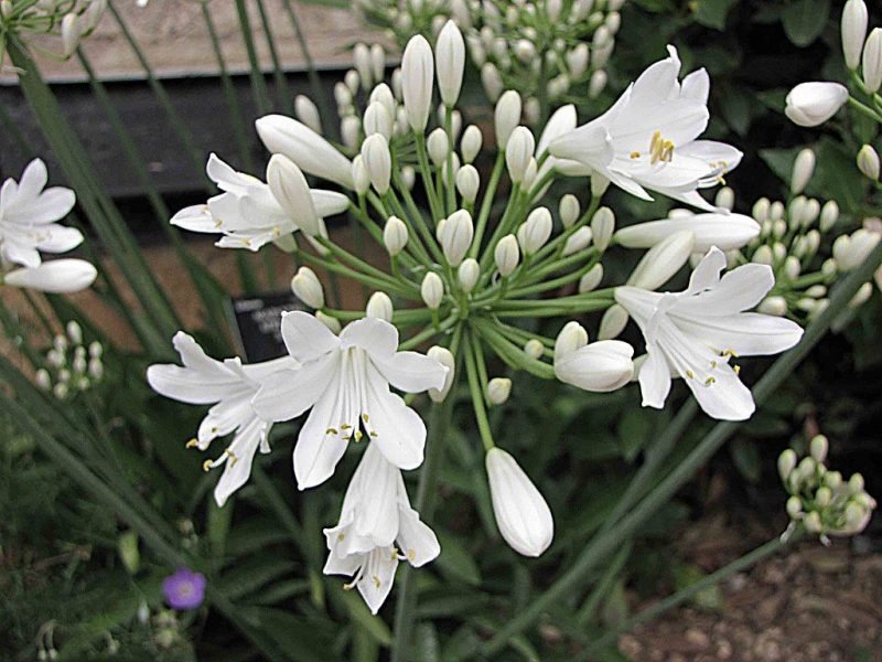 White African lily (Agapanthus africanus 'Albus')