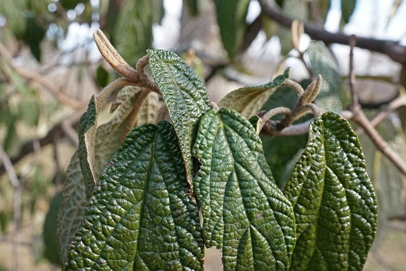 Wrinkled viburnum 'Roseum' (Viburnum rhytidophyllum 'Roseum')