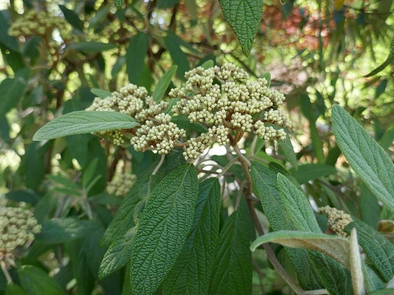Wrinkled viburnum (Viburnum rhytidophyllum)